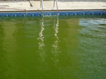 yosun tutmus havuz suyu